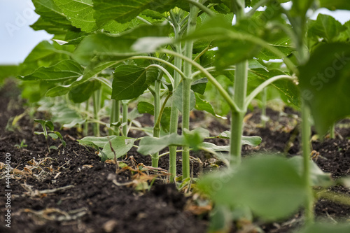 plants in the garden