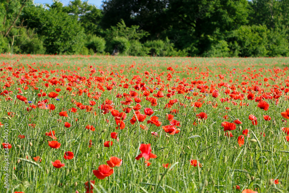 close up of a beautiful red poppy field
