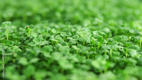 Sprout microgreens farming grow macro shot in greenhouse agriculture. 4k Ultra HD