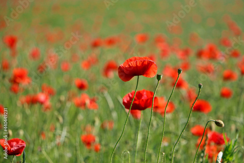 close up of a beautiful red poppy field  © Bianca