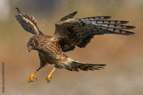 Extremely close view of a male hen harrier (Northern harrier) diving, seen in the wild in North California