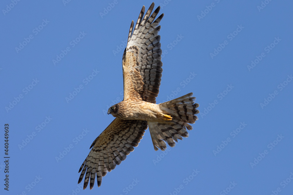 Fototapeta premium Extremely close view of a male hen harrier (Northern harrier) flying in beautiful light, seen in the wild in North California