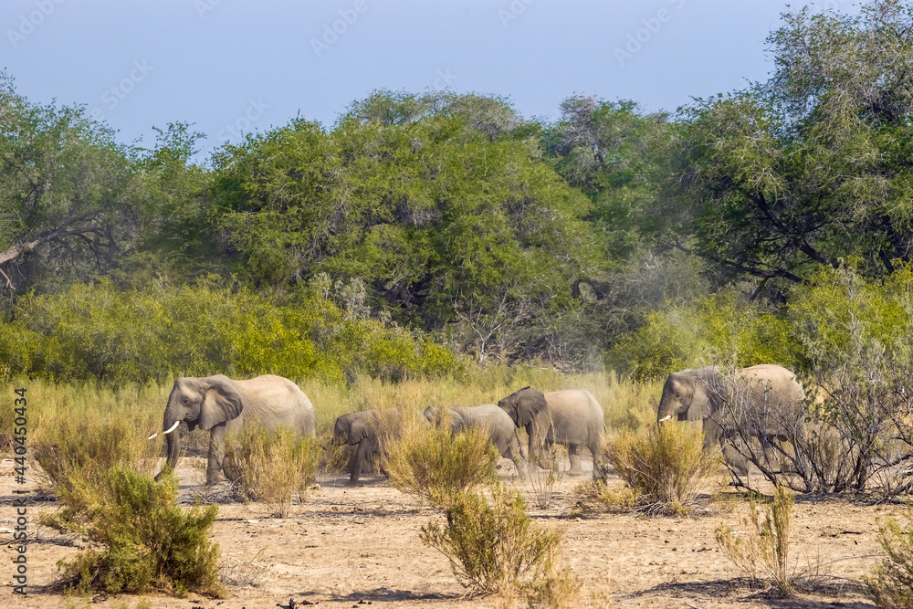 Namibian desert elephants walking in drought bush against big green trees. Brandberg mountain area. Namibian desert elephants walking in drought bush against big green trees. Brandberg mountain area.