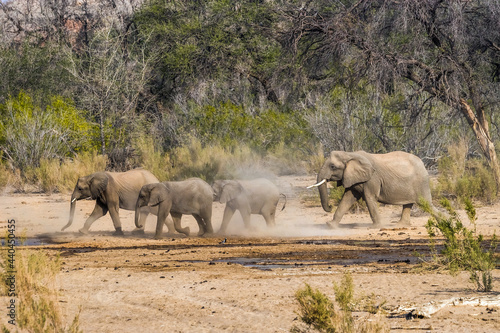 Canvas Print A group of desert elephants running under big drought trees in dry season