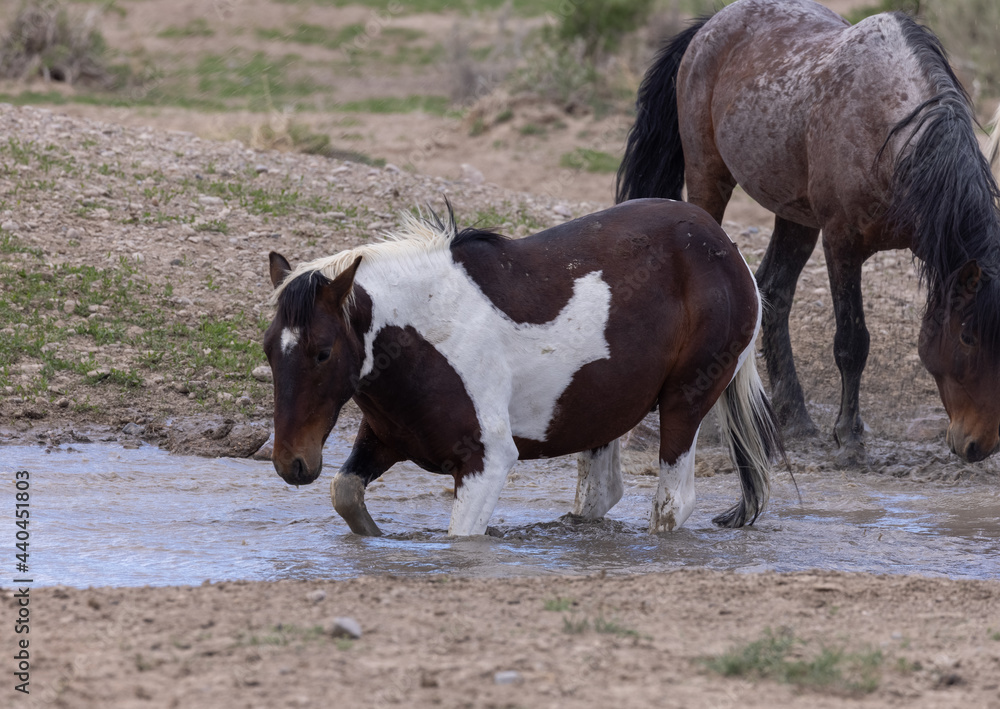 Wild horses at a Waterhole in the Utah desert Wild horses at a Waterhole in the Utah desert