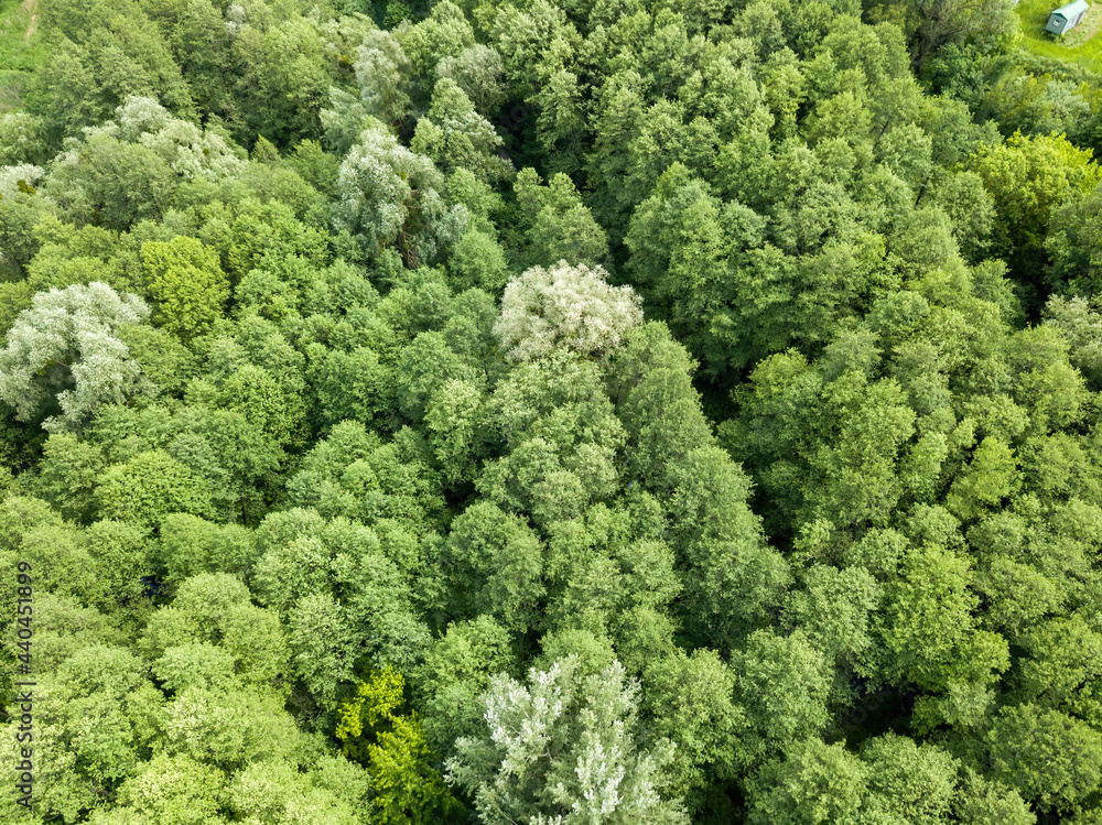 Green forest in summer. Aerial drone view.