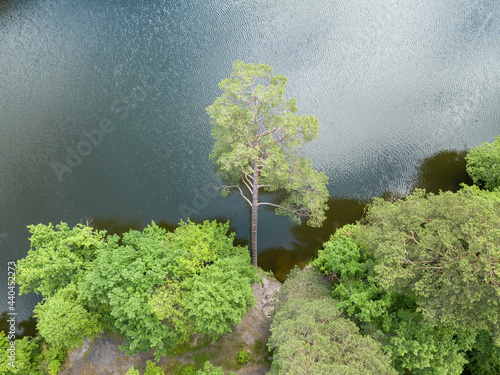 Leaning pine tree over the river. Aerial drone top view.
