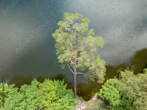 Leaning pine tree over the river. Aerial drone top view.