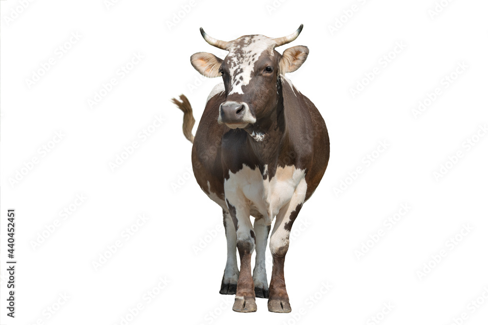 brown and white cow isolated on white background brown and white cow isolated on white background
