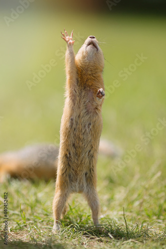 Canvas Print small gopher rodent raises its front hand