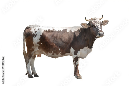 Slika na platnu brown and white cow isolated on white background