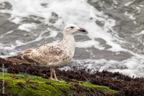 seagull on the beach © JWB Fotografie