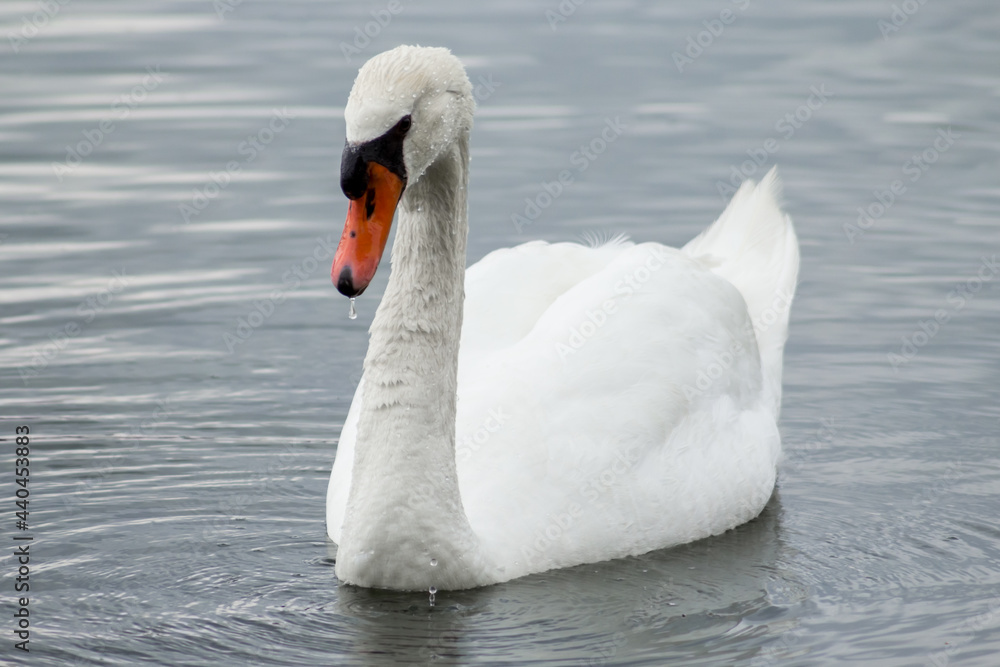 A single adult white swan swimming on a dark blue surface of water that fills the space around it