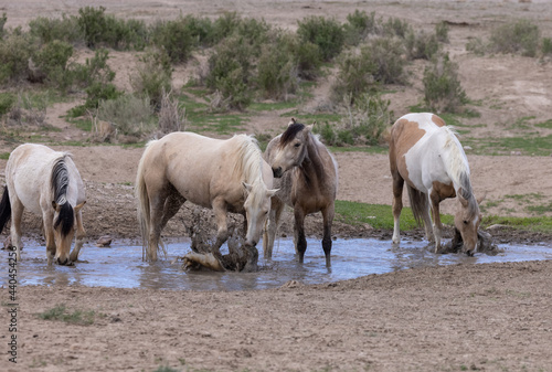 Wild Horses at a Desert Waterhole © natureguy