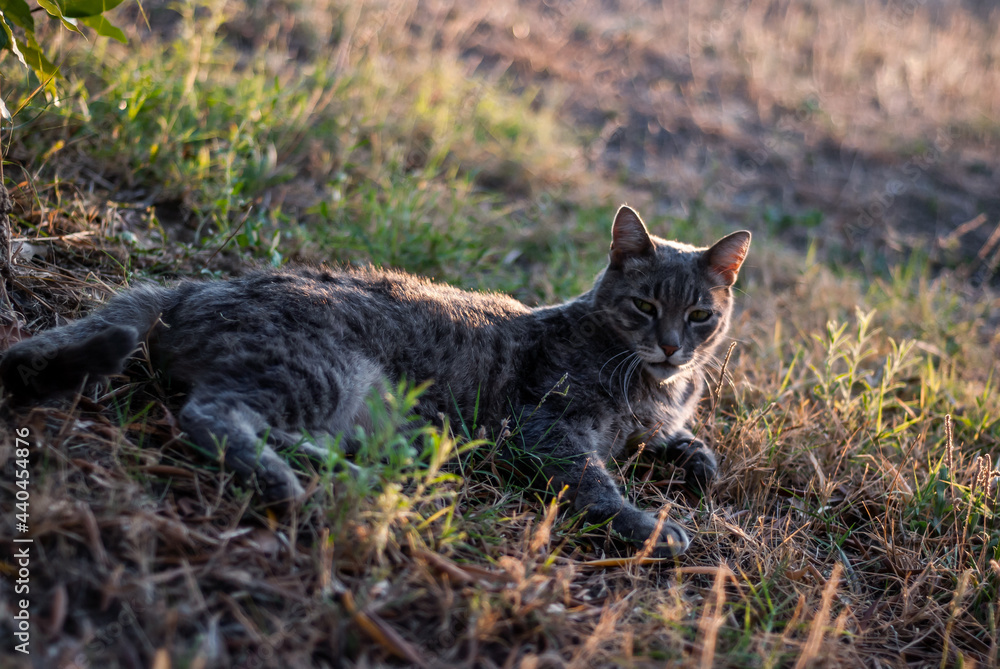 Cat Lying on Grass Sunbathing in Sunset Light Posing and Looking Straight into Camera in Countryside House Yard - Domestic Animal Portrait on Sithonia Chalkidiki Greece Cat Lying on Grass Sunbathing in Sunset Light Posing and Looking Straight into Camera in Countryside House Yard - Domestic Animal Portrait on Sithonia Chalkidiki Greece