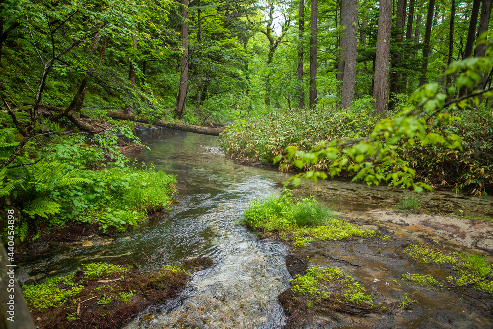 Naklejka premium 長野県 新緑の上高地 