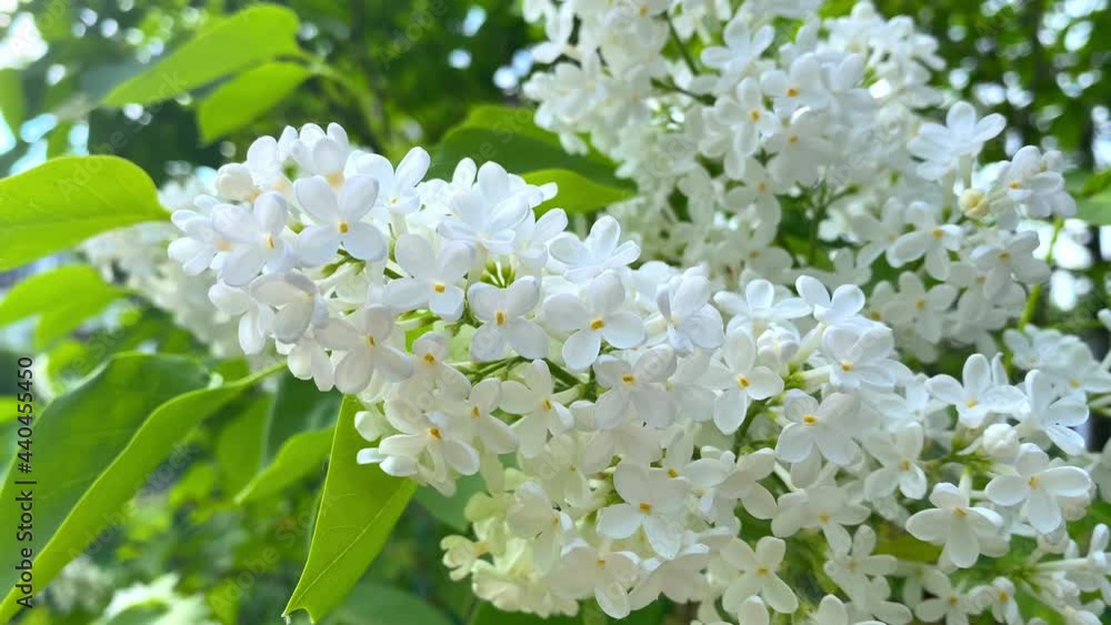 Beautiful white lilac in bloom, Lilac flowers bunch background Beautiful white lilac in bloom, Lilac flowers bunch background