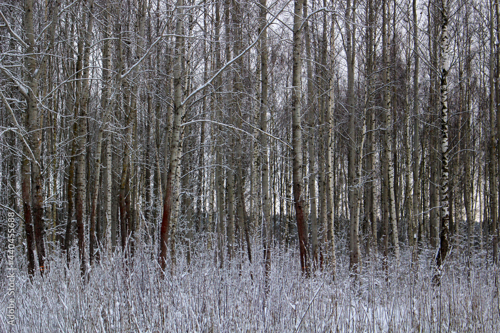 forest in winter