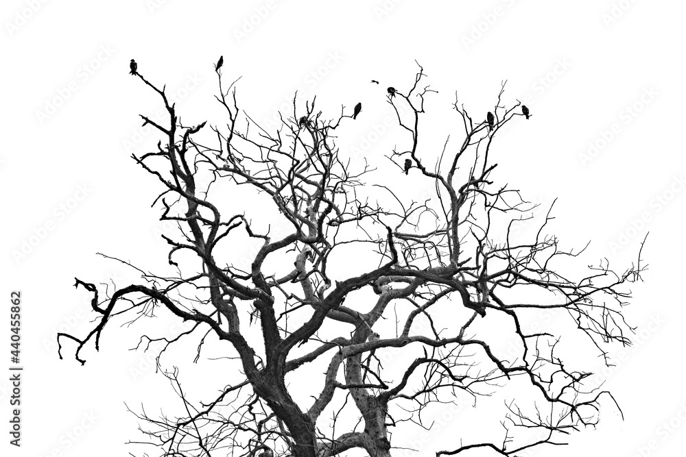 silhouette of a lonely tree without leaf during autumn and citing of birds 