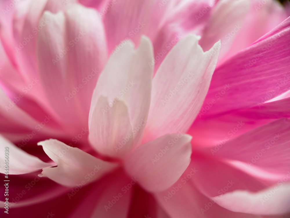 Closeup of pink peony flower petals.Natural background.