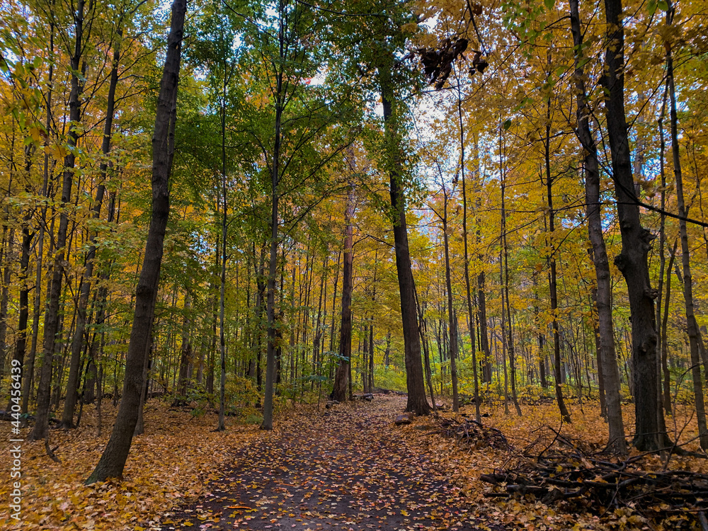 Obraz premium Bright Yellow leaves in Hooded Forrest Orange and Green Leaves Dirt Trail