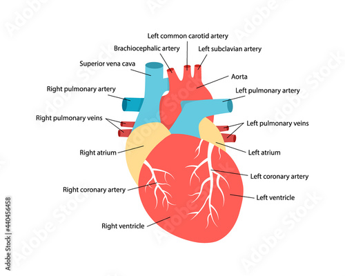 Heart anatomy with descriptions. Educational diagram with human internal organ illustration.