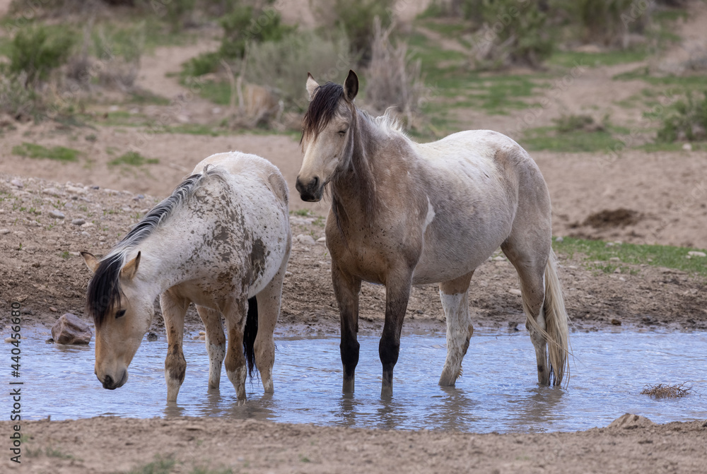 Obraz premium Wild Horses at a Desert Waterhole