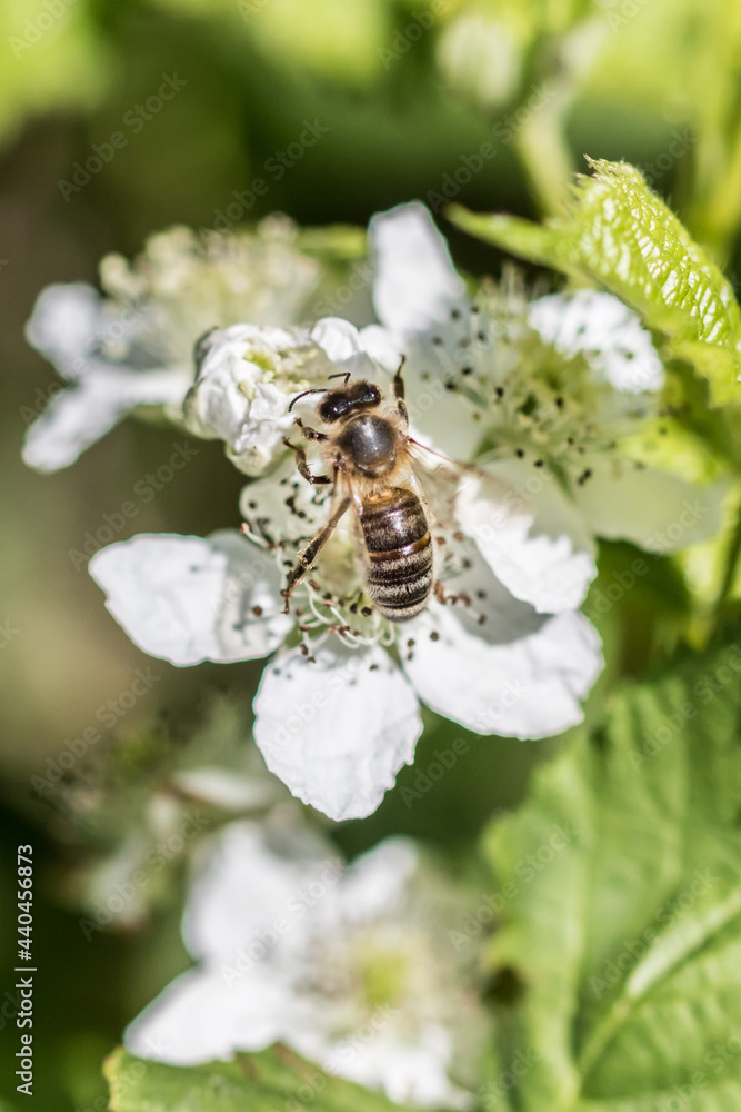 bee on a flower bee on a flower