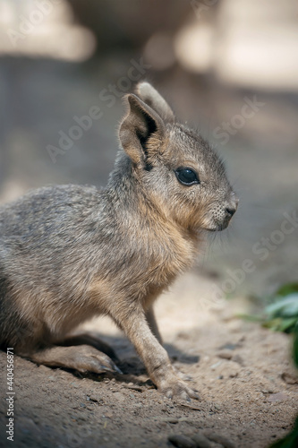 Patagonian mara (Dolichotis patagonum) is a relatively large rodent in the mara genus (Dolichotis). It is also known as the Patagonian cavy. Little cute baby mara. First steps. Learning process