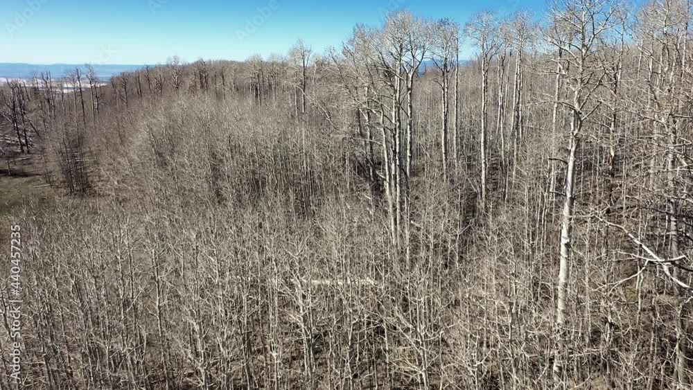 Scenery Of Bare Woodland Of Aspen Tree At Dixie National Forest In Utah, USA. aerial Scenery Of Bare Woodland Of Aspen Tree At Dixie National Forest In Utah, USA. aerial