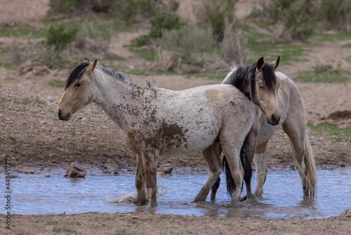 Wild Horses at a Desert Waterhole