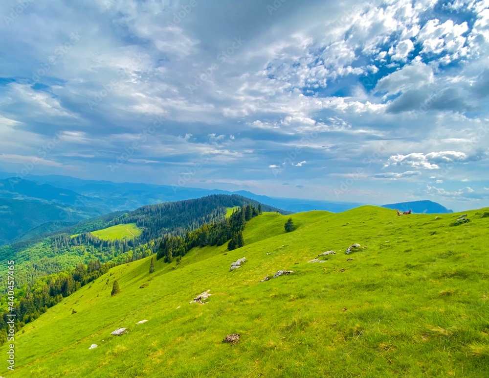 Beautiful pasture in the Carpathian Mountains in Europe, horses in the background enjoying the peaceful place