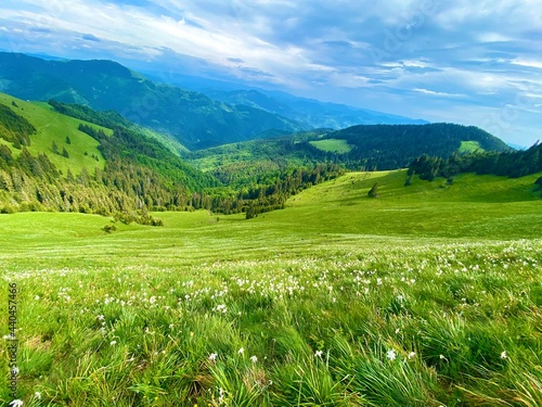 Beautiful meadow full of daffodils on a peaceful landscape in Romania