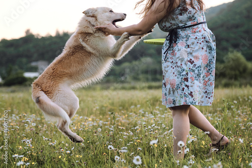 Half breed of white Swiss shepherd jumps on woman and invites her to play and run around the field. Girl in blue dress stands in field of daisies and plays with large white dog.