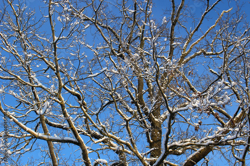 snowy branches against blue sky