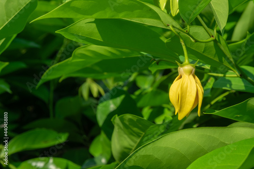 Ylang-ylang flower hang on branches surrounded by green leaves. Ylang-ylang flower  or Perfume Tree.