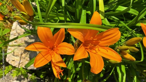 Orange lilies, beautiful flowers close-up, flowers sway in the wind, slow motion. Natural beautiful background, splash