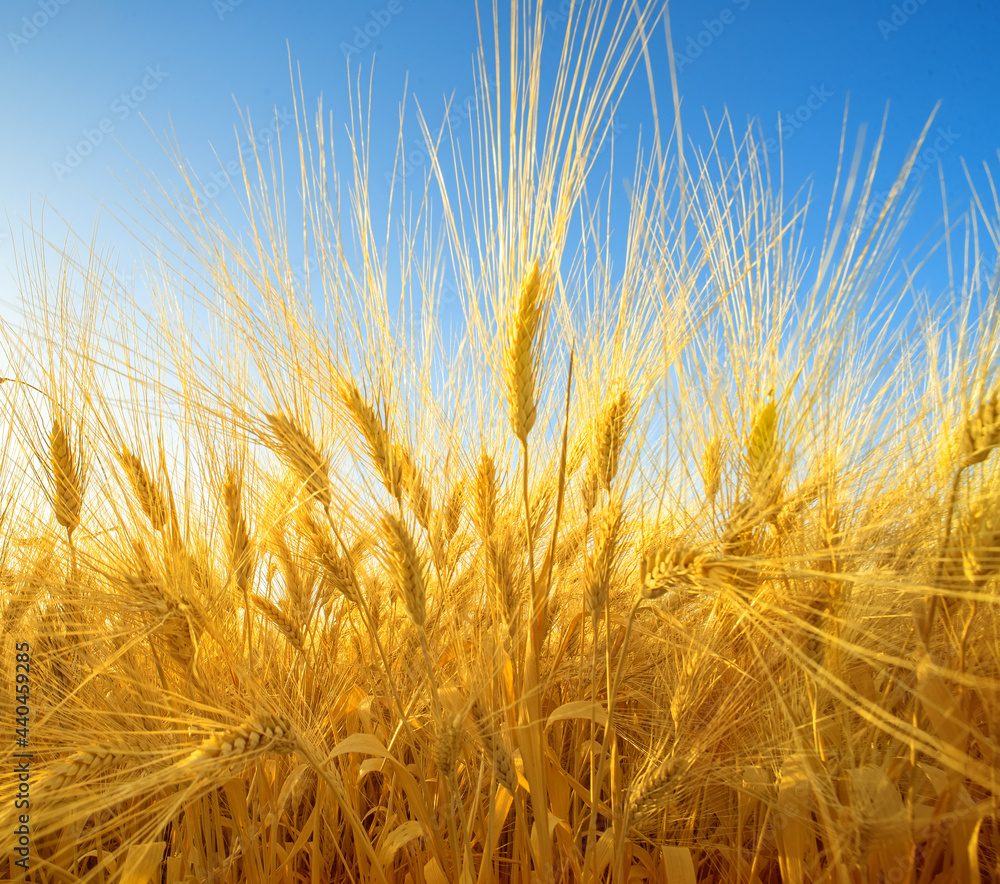 Dramatic closeup on wheat field with ripe golden spikes, wide angle perspective Dramatic closeup on wheat field with ripe golden spikes, wide angle perspective