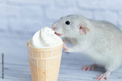 A cute rat sits next to a waffle cup with white ice cream. The rodent is sniffing the dessert. Close-up portrait of animals. Macro