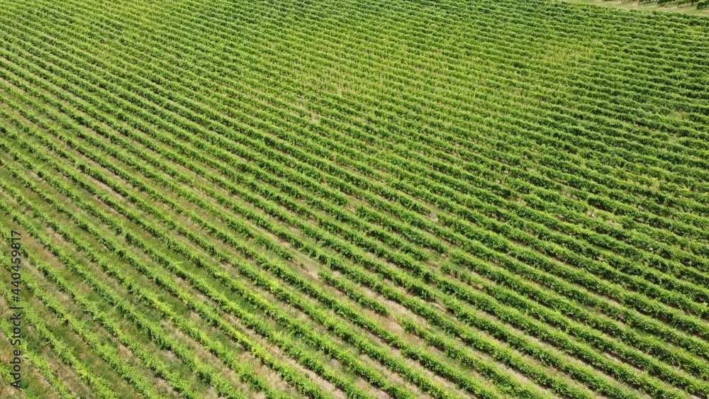 Europe, Italy , Oltrepo Pavia , Montalto Pavese - aerial view from drone of countryside landscape with vineyards for wine production in Po Valley ( pianura padana ) - Pinot and Bonarda cultivation Europe, Italy , Oltrepo Pavia , Montalto Pavese - aerial view from drone of countryside landscape with vineyards for wine production in Po Valley ( pianura padana ) - Pinot and Bonarda cultivation