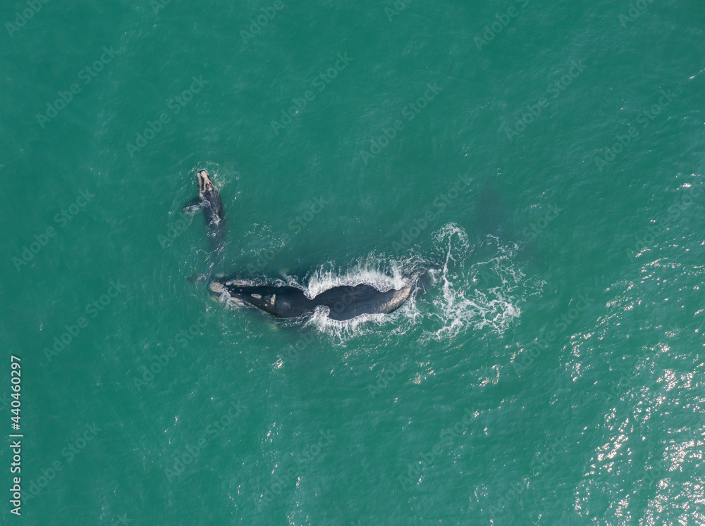 Naklejka premium whales swimming in southern Brazil