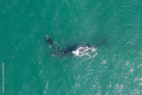 whales swimming in southern Brazil