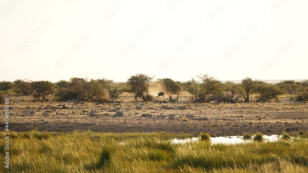 Rhino Safari during sunset at Etosha National Park in Namibia. Rhino Safari during sunset at Etosha National Park in Namibia.
