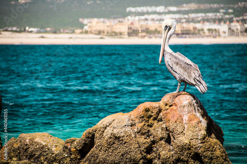 pelican on the beach photo
