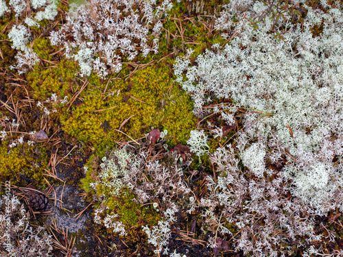 Green and white moss pattern and background