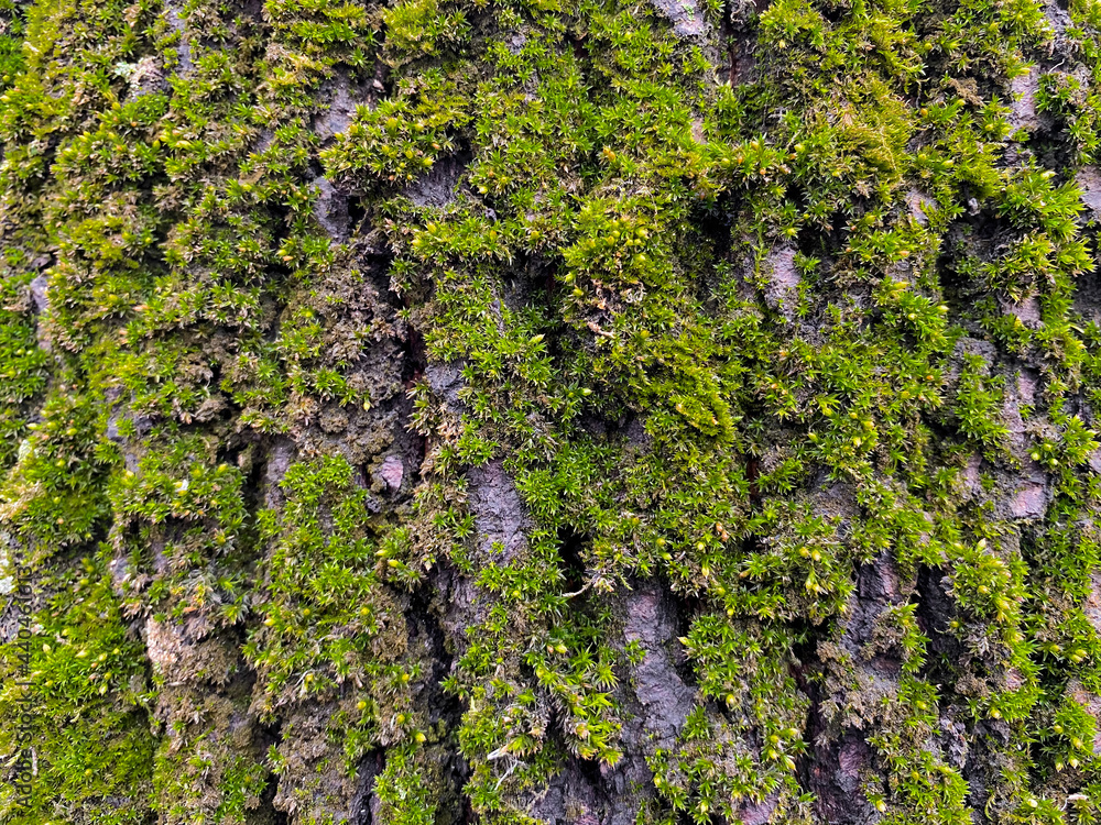 Close-up of the bark of an old tree with bright green moss. Natural background Close-up of the bark of an old tree with bright green moss. Natural background