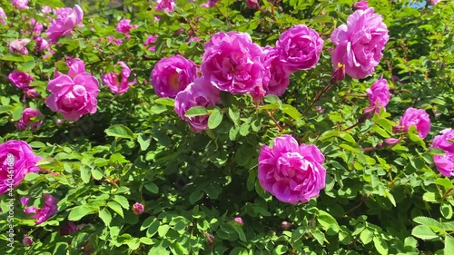 Delicate pink rosehip close-up, flowers sway in the wind, slow motion. Natural beautiful background, splash. Space for text
