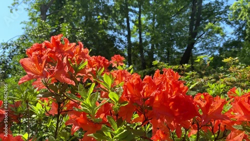 Orange Rhododendron japonicum in the garden close-up.  Summer background. Beautiful orange flowers bush on a sunny day
