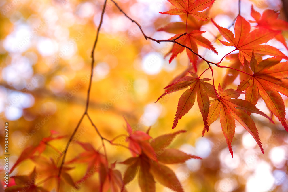 Autumn Japanese maple tree background with copyspace 紅葉したもみじの背景 コピースペース Autumn Japanese maple tree background with copyspace 紅葉したもみじの背景 コピースペース