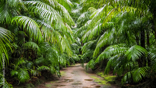 The landscape of Sao Miguel Island in the Azores © Jakub